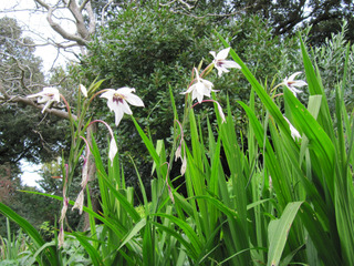 Glaieuls d'Abyssinie (Gladiolus callianthus)