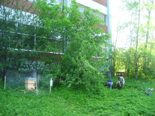 Ruche dans un espace vert urbain à exploiter