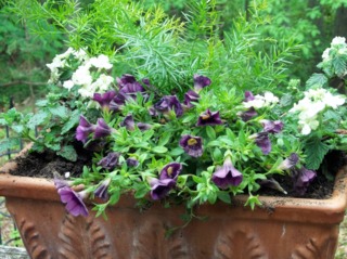 Calibrachoa, Verbena et Asparagus en jardinière