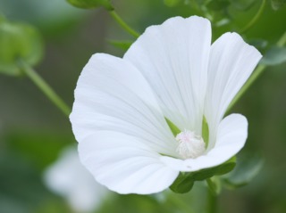 Lavatera trimestris 'Mont Blanc'
