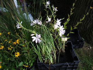 Schizostylis coccinea 'Alba'
