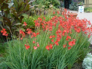 Lis des Cafres, Schizostylis coccinea