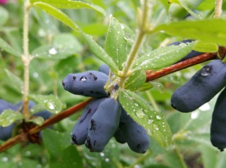 Camérisier (Lonicera caerulea var. edulis)