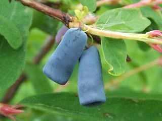 Lonicera caerulea var kamtschatica, baie de mai