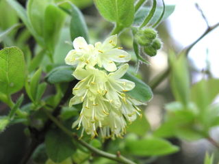 Lonicera caerulea var kamtschatica