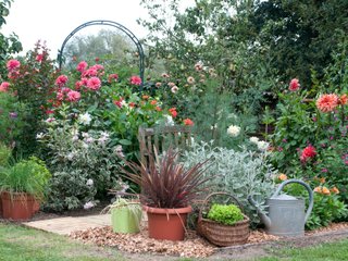 Massif fleuri avec dahlias