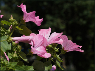 Mauve annuelle