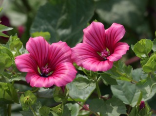 Mauve annuelle