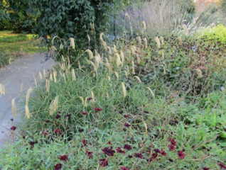 Miscanthus nepalensis et cosmos dans un massif