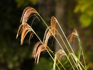 Inflorescences de Miscanthus nepalensis