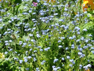 Myosotis haut 'Corbeille Bleue'