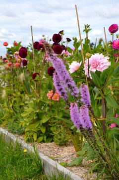 Parterre de dahlias et liatris