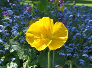 Pavot d'Islande 'Bulles de Champagne Jaune'