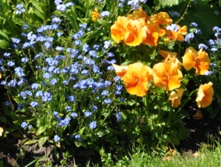 Myosotis 'Bluesylva' (gauche), pensée 'Mariposa Orange' (droite)