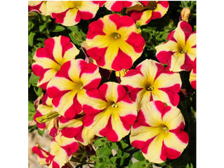 Pétunia Amore® Queen of Hearts rouge