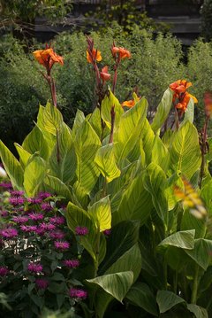 Cannas et monardes