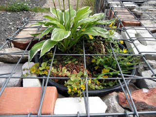 Potée de plantes insérée dans un gabion