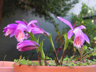 Pleione formosana en pot