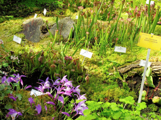 Pleione formosana et plantes carnivores
