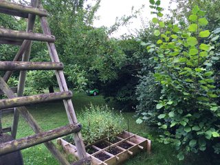 Robot de tonte sous les arbres du verger