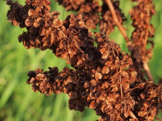 Rumex patientia : inflorescences sèches