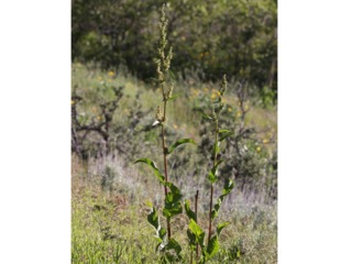 Rumex patientia sauvage