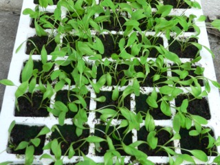 Semis de Rumex patientia