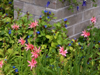 Schizostylis coccinea et Ceratostigma plumbaginoides