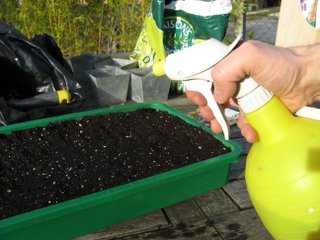 Brumisation des graines de tomates