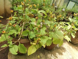 Cresson de Para, Spilanthes oleraceae