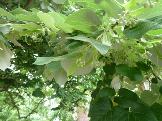 Tilia tomentosa, tilleul argenté