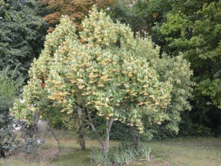 Tilleul en pleine floraison