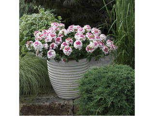 Verveine Lanaï Twister rose