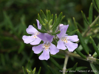 Westringia longifolia : fleurs