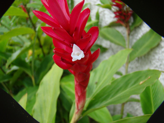 Alpinia purpurata : fleur blanche et bractées rouges