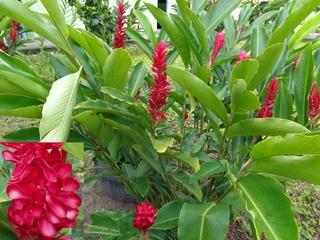 Gingembre rouge - Alpinia purpurata