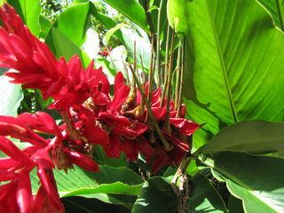 Alpinia purpurata : plantules sur les fleurs fanées