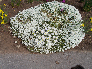 Anemone blanda au milieu d'un coussin d'Arabis caucasica