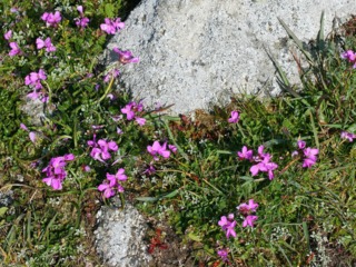 Arabis blepharophylla, arabette de Californie