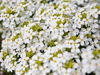 Arabis caucasica