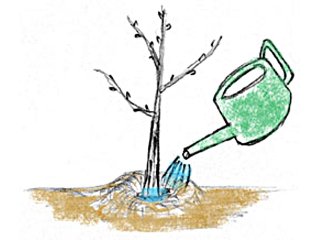 Arrosage au pied dans la cuvette