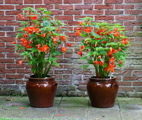 Begonia en potées