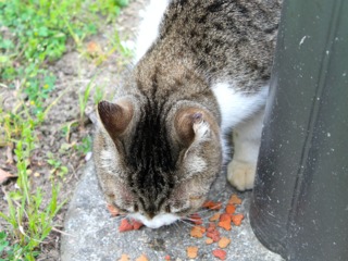 Chat mangeant des croquettes