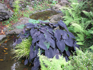 Colocasia esculenta au bord d'un bassin