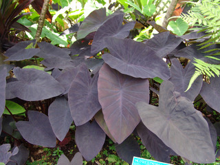 Colocasia esculenta à feuillage pourpre