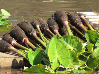 Colocasia esculenta : tubercules (taro)