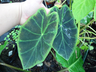 Colocasia