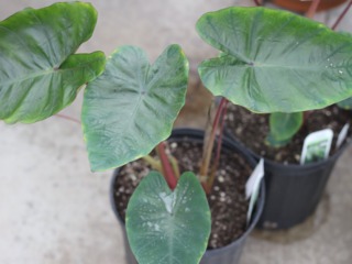 Colocasia : jeune plant