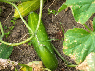 Concombre, Cucumis sativus