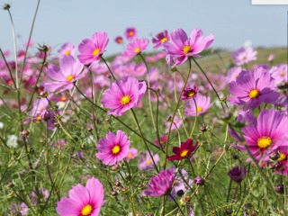 Cosmos